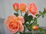 Lady of Shalott 