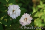 Guirlande Rose Guirlande Rose