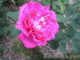 Pink Peace Pink Peace