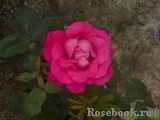 Pink Peace Pink Peace