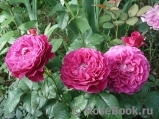 Scent of Woman ® Scent of Woman ®