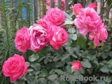 Rose Gaujard Rose Gaujard