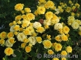 Yellow Babe® Yellow Babe®