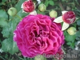 Scent of Woman ® Scent of Woman ®