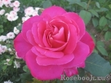 Pink Peace Pink Peace