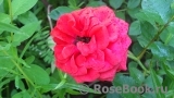 Baby Baccara ® Baby Baccara ®