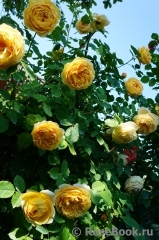 Golden Celebration® Golden Celebration®