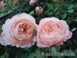 Rose de Gerberoy ® Rose de Gerberoy ®