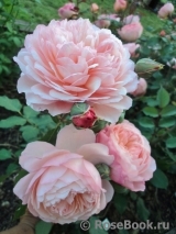 Rose de Gerberoy ® Rose de Gerberoy ®