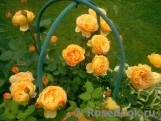 Golden Celebration® Golden Celebration®