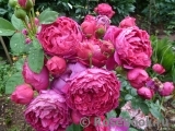 Ascot Ascot