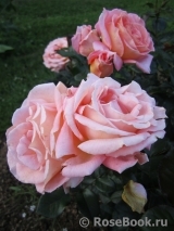 Rosemary Harkness Rosemary Harkness