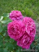 Princess Anne Princess Anne