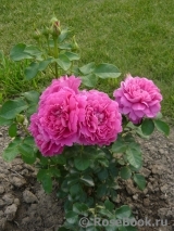 Princess Anne Princess Anne