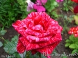 Red Intuition Red Intuition