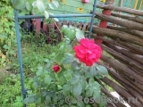 Amadeus Amadeus