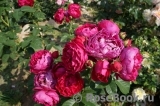 Ascot Ascot