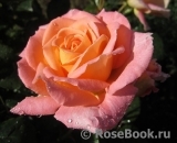Rosemary Harkness Rosemary Harkness