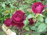 Burgundy Ice Burgundy Ice