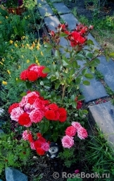 Baby Baccara ® Baby Baccara ®
