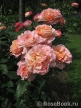 Augusta Luise Augusta Luise
