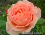 Lady of Shalott Lady of Shalott