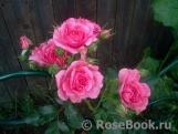 Rosarium Uetersen Rosarium Uetersen