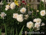 Crocus Rose® Crocus Rose®