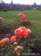 Lady of Shalott Lady of Shalott