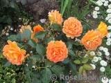 Goldelse Goldelse