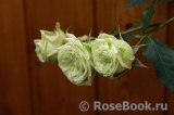 Lovely Green ® Lovely Green ®
