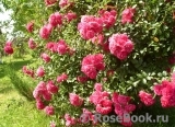 Excelsa Excelsa