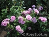 Lavender Ice Lavender Ice