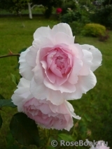 The Wedgwood Rose The Wedgwood Rose