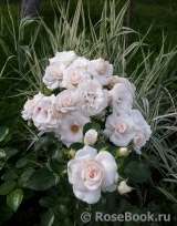 Aspirin Rose Aspirin Rose