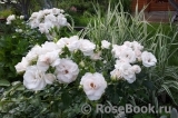 Aspirin Rose Aspirin Rose