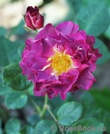 Blauwestad Blauwestad