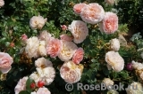 Abraham Darby Abraham Darby