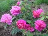Princess Anne Princess Anne