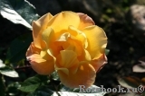 Soleil du Monde Soleil du Monde