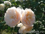 Crocus Rose® Crocus Rose®