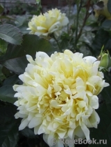 Splendid Ruffles Splendid Ruffles