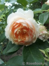 Ginger Syllabub Ginger Syllabub