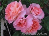 Augusta Luise Augusta Luise