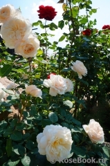 Crocus Rose® Crocus Rose®