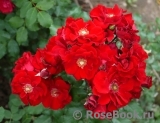 Roter Korsar Roter Korsar