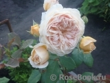 Crown Princess Margareta® Crown Princess Margareta®