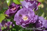 Rhapsody in Blue Rhapsody in Blue