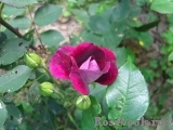 Burgundy Ice Burgundy Ice