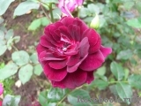 Burgundy Ice Burgundy Ice